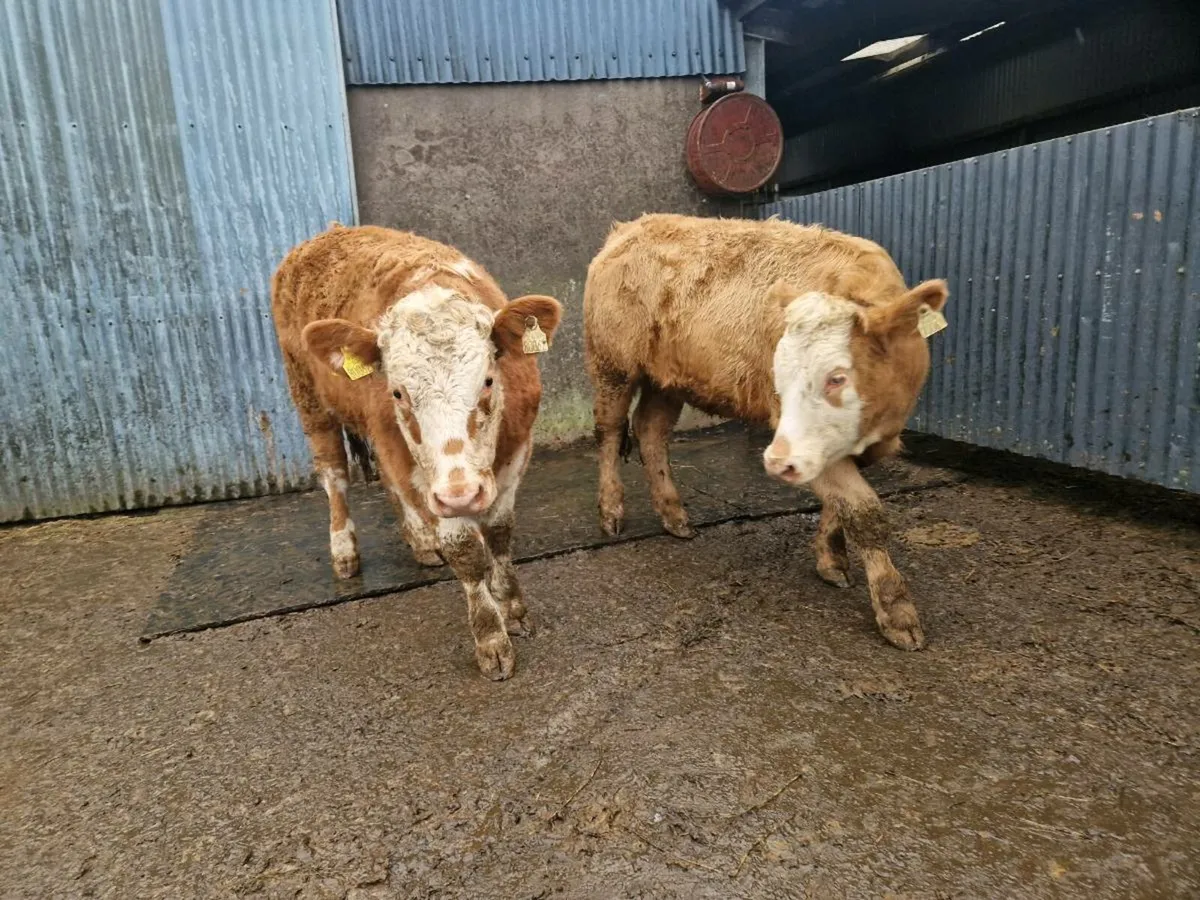 2 Charolais Heifers - Image 1