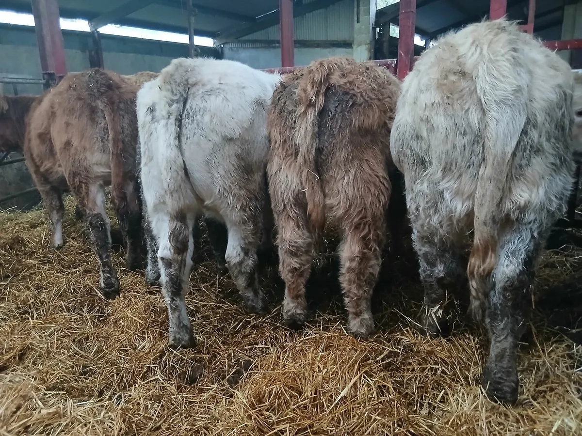 10 top quality u&r grade weanling-heifers - Image 2