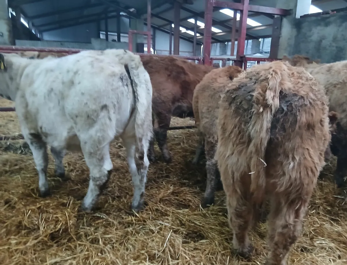 10 top quality u&r grade weanling-heifers - Image 3