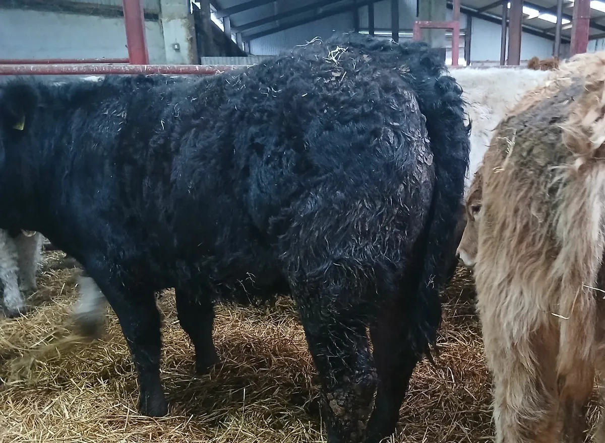 10 top quality u&r grade weanling-heifers - Image 4