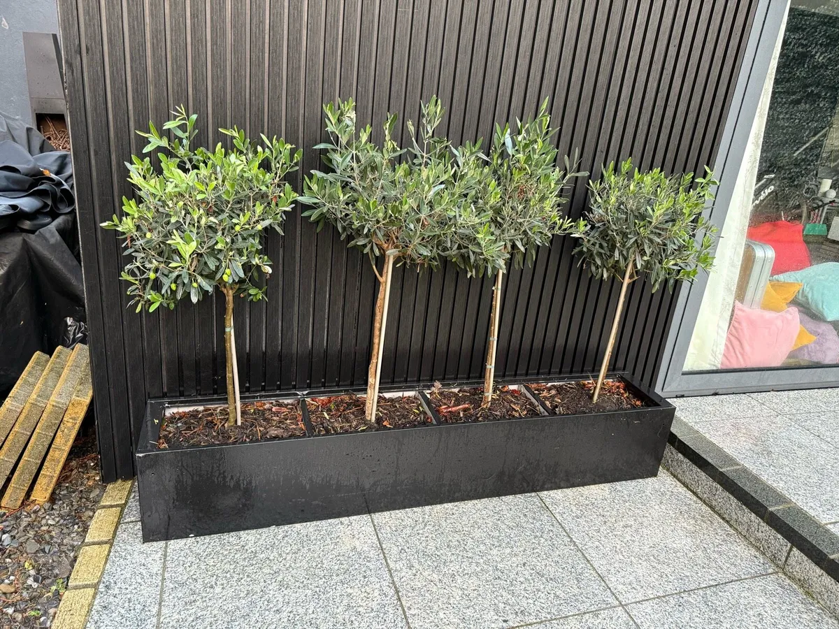 Planters with trees - Image 1