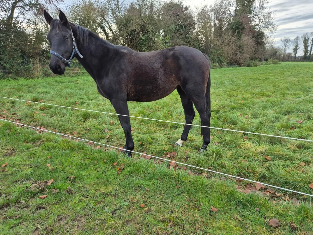Stunning 2yo filly - Image 1