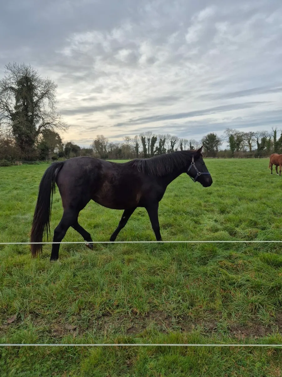 Stunning 2yo filly - Image 2