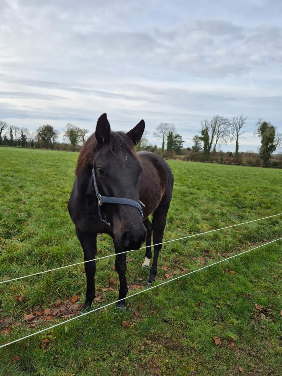 Stunning 2yo filly - Image 3
