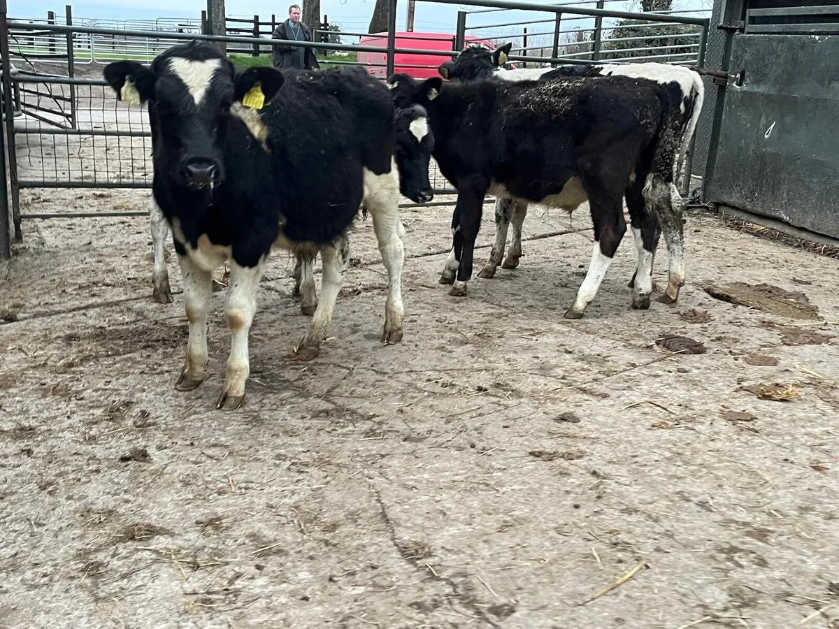 5 British Frisian bull weanlings - Image 1
