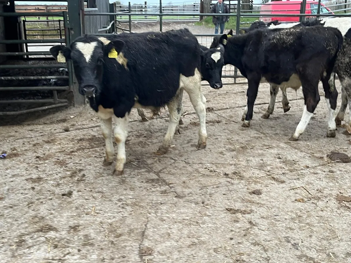 5 British Frisian bull weanlings - Image 2