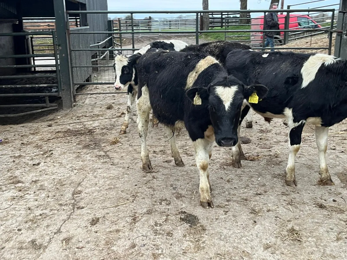 5 British Frisian bull weanlings - Image 4