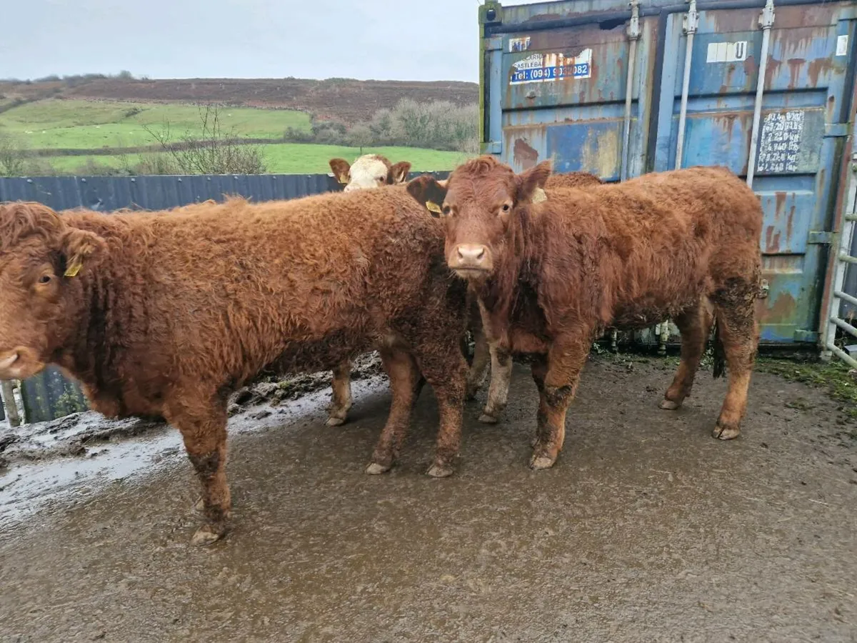 Roan Breeding Heifers - Image 3