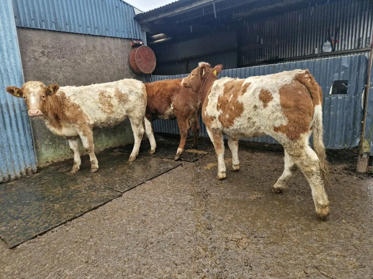 Roan Breeding Heifers - Image 4