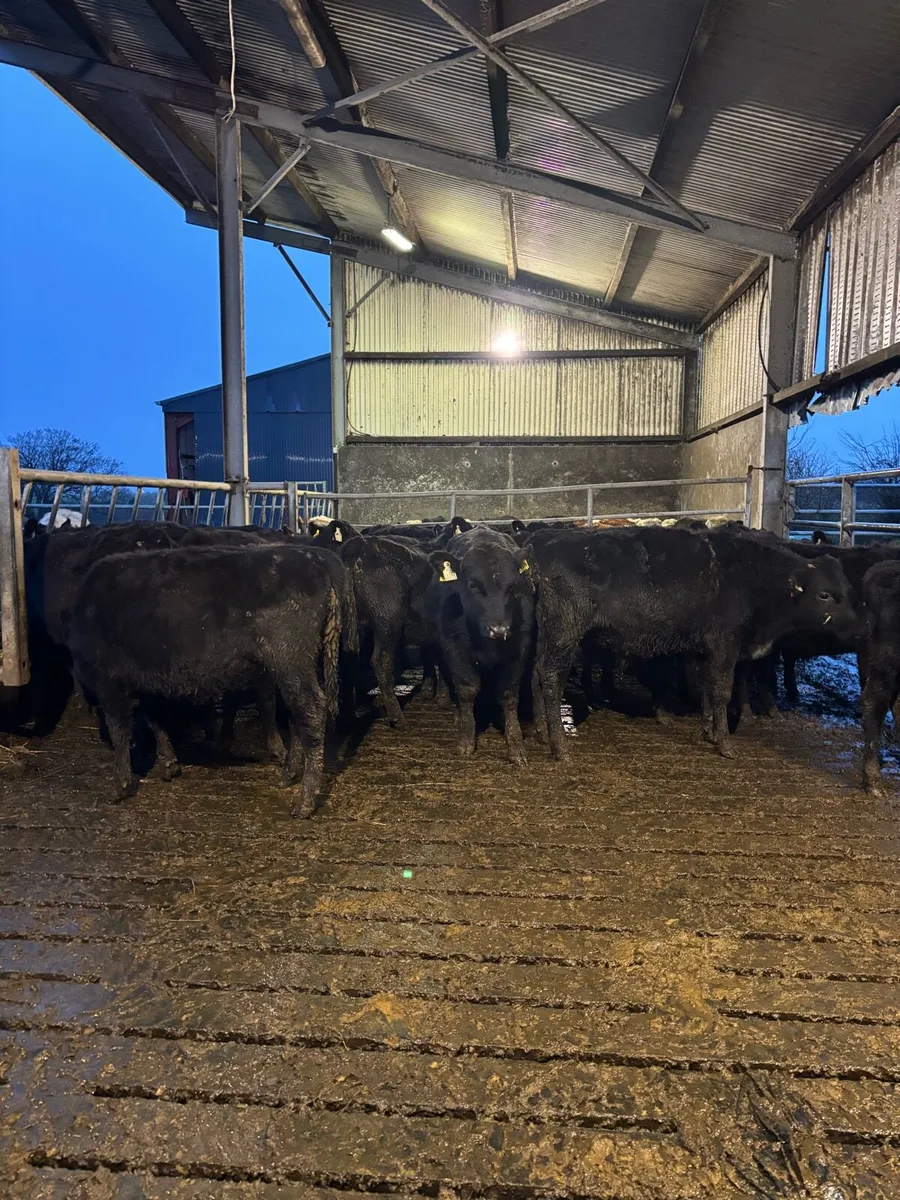 50 heifer and bull Weanlings - Image 1