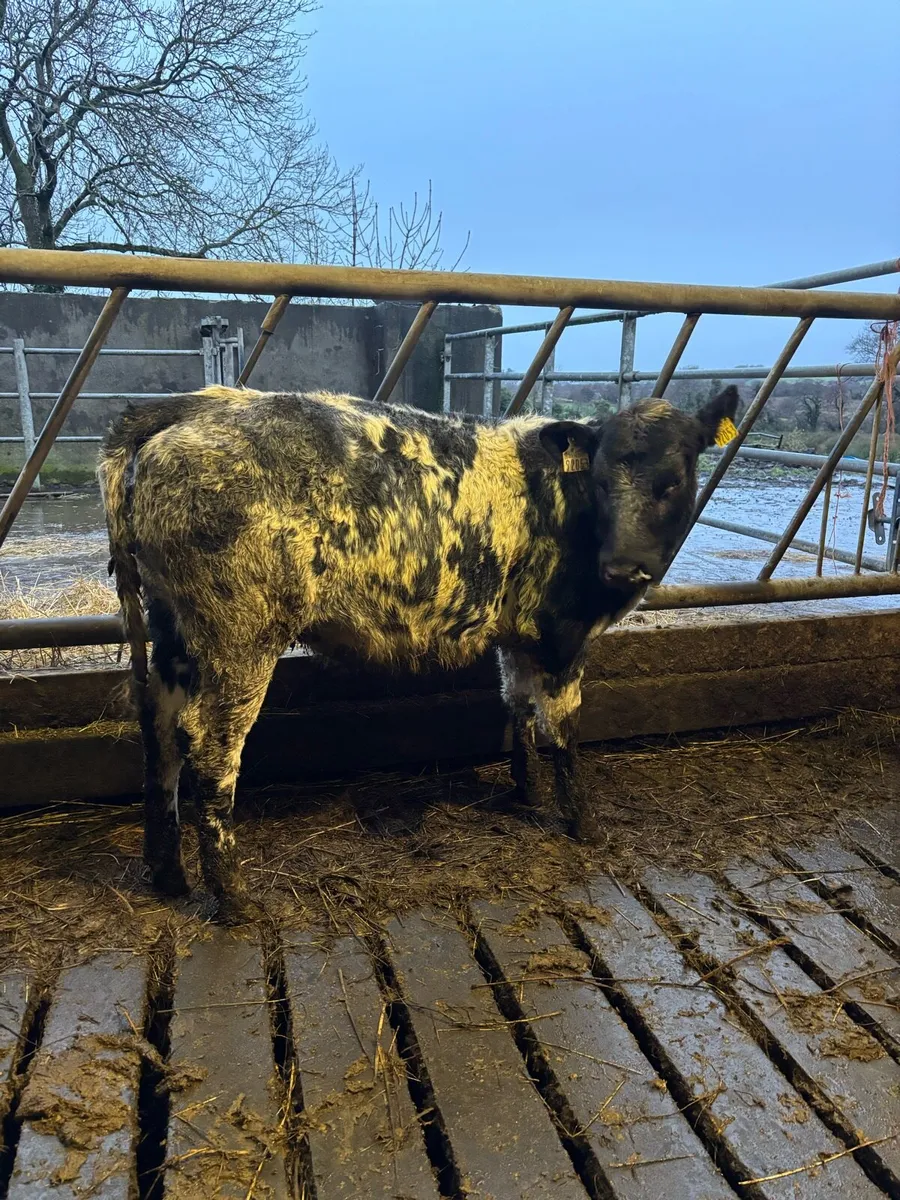 50 heifer and bull Weanlings - Image 2