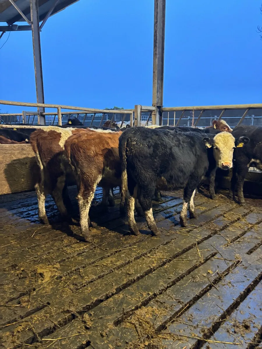 50 heifer and bull Weanlings - Image 3