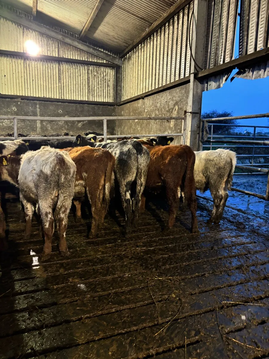 50 heifer and bull Weanlings - Image 4