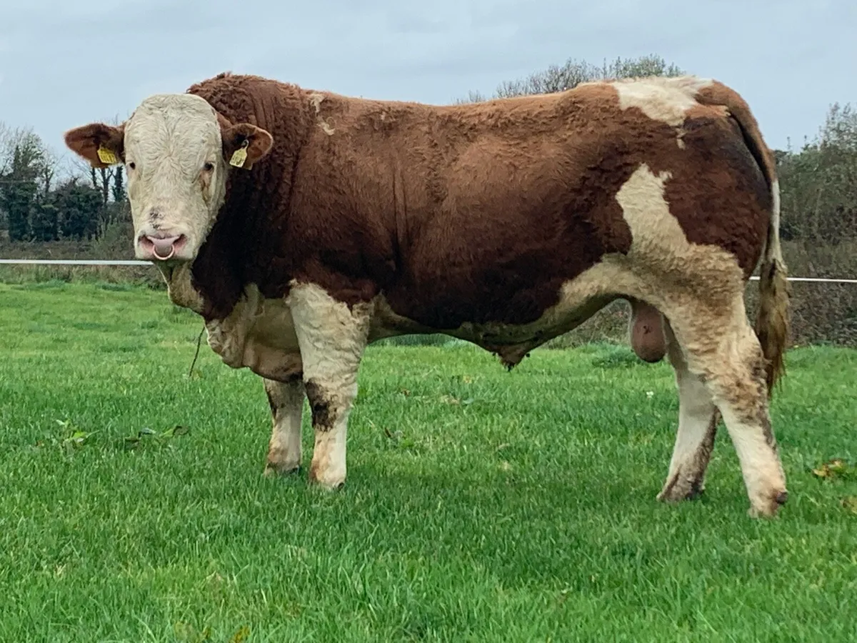 Simmental Bull - Image 1
