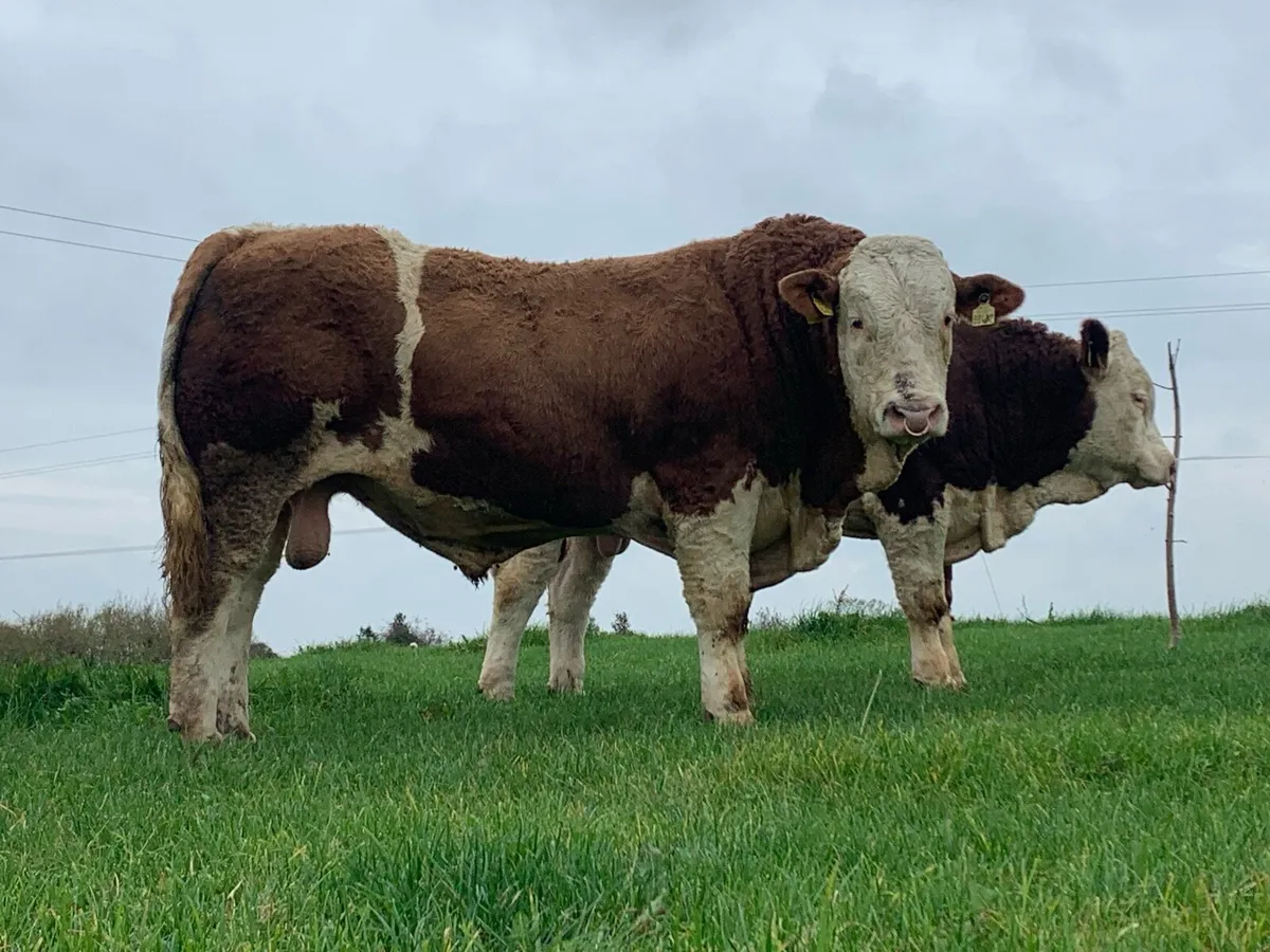 Simmental Bull - Image 2