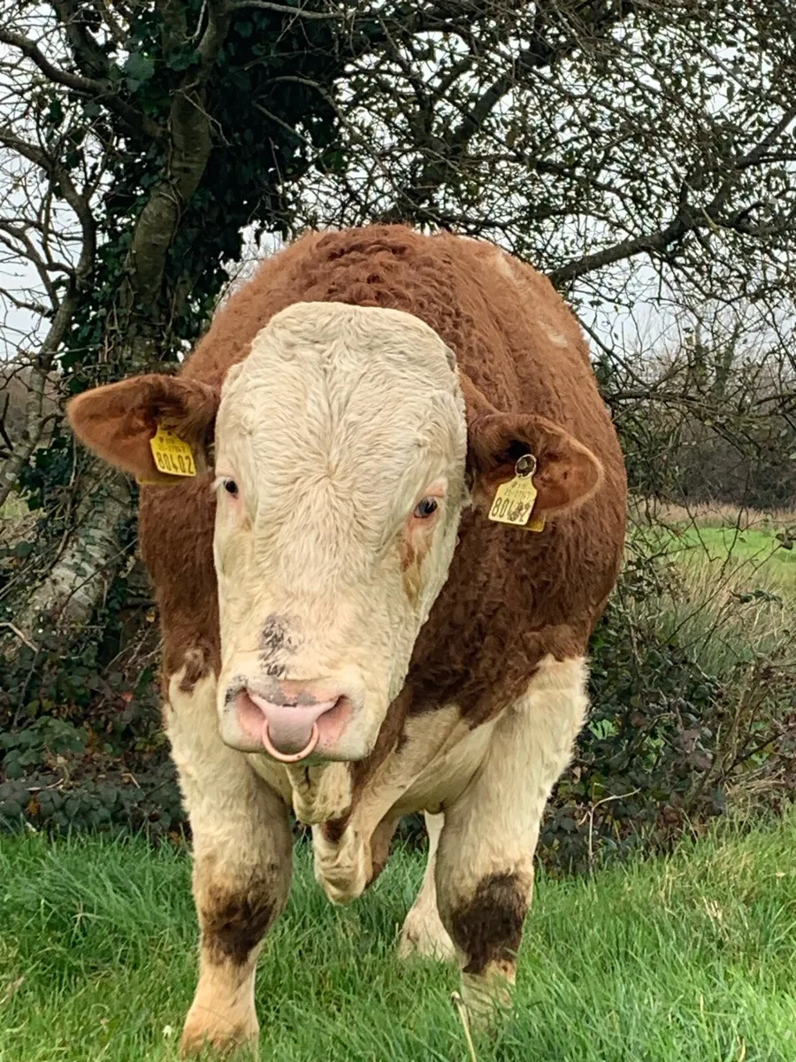 Simmental Bull - Image 4