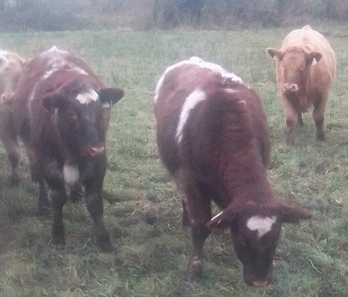Shorthorn Weanling Heifers - Image 2