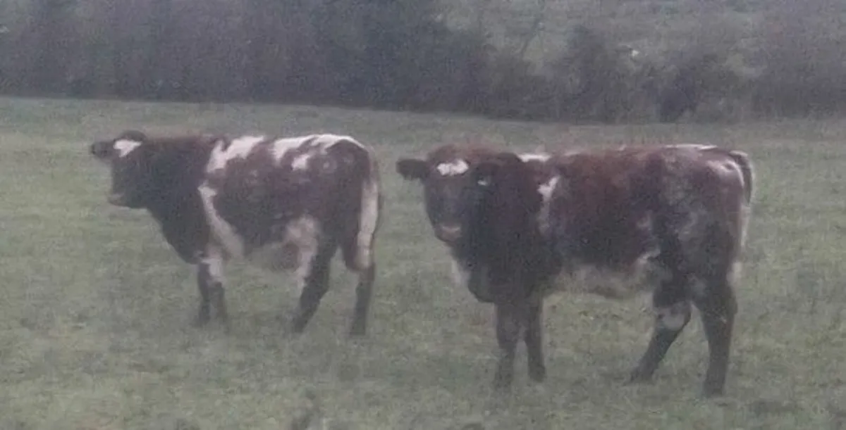 Shorthorn Weanling Heifers - Image 1
