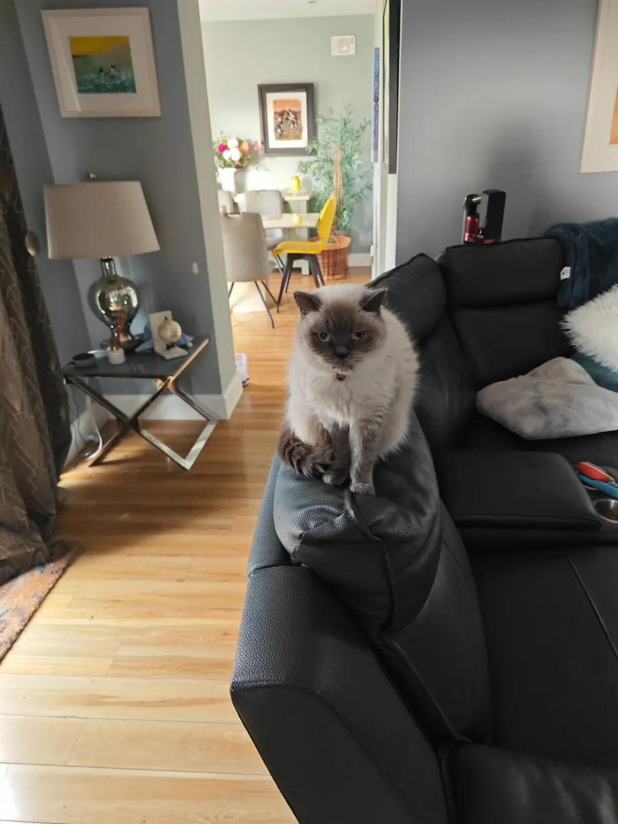 British Short Haired Cat - Image 1