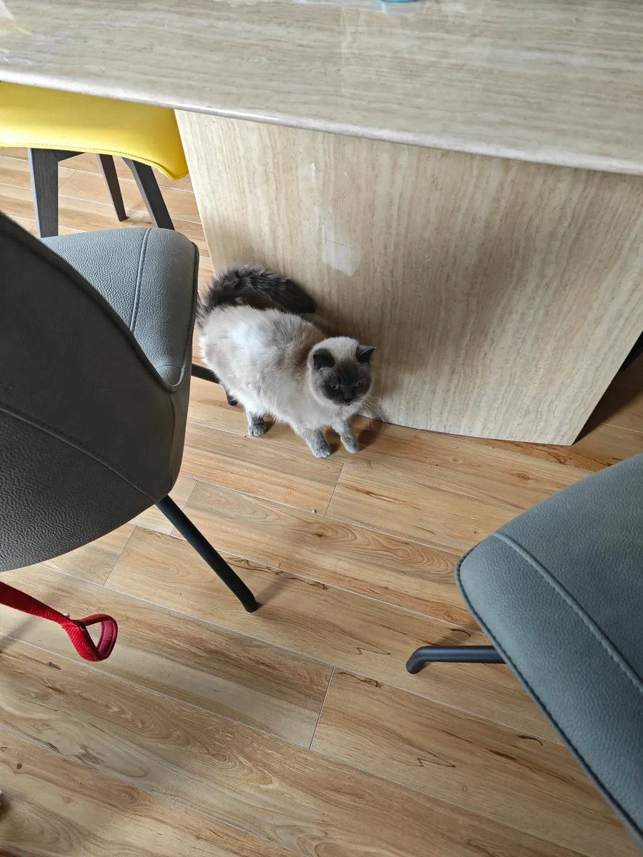 British Short Haired Cat - Image 2