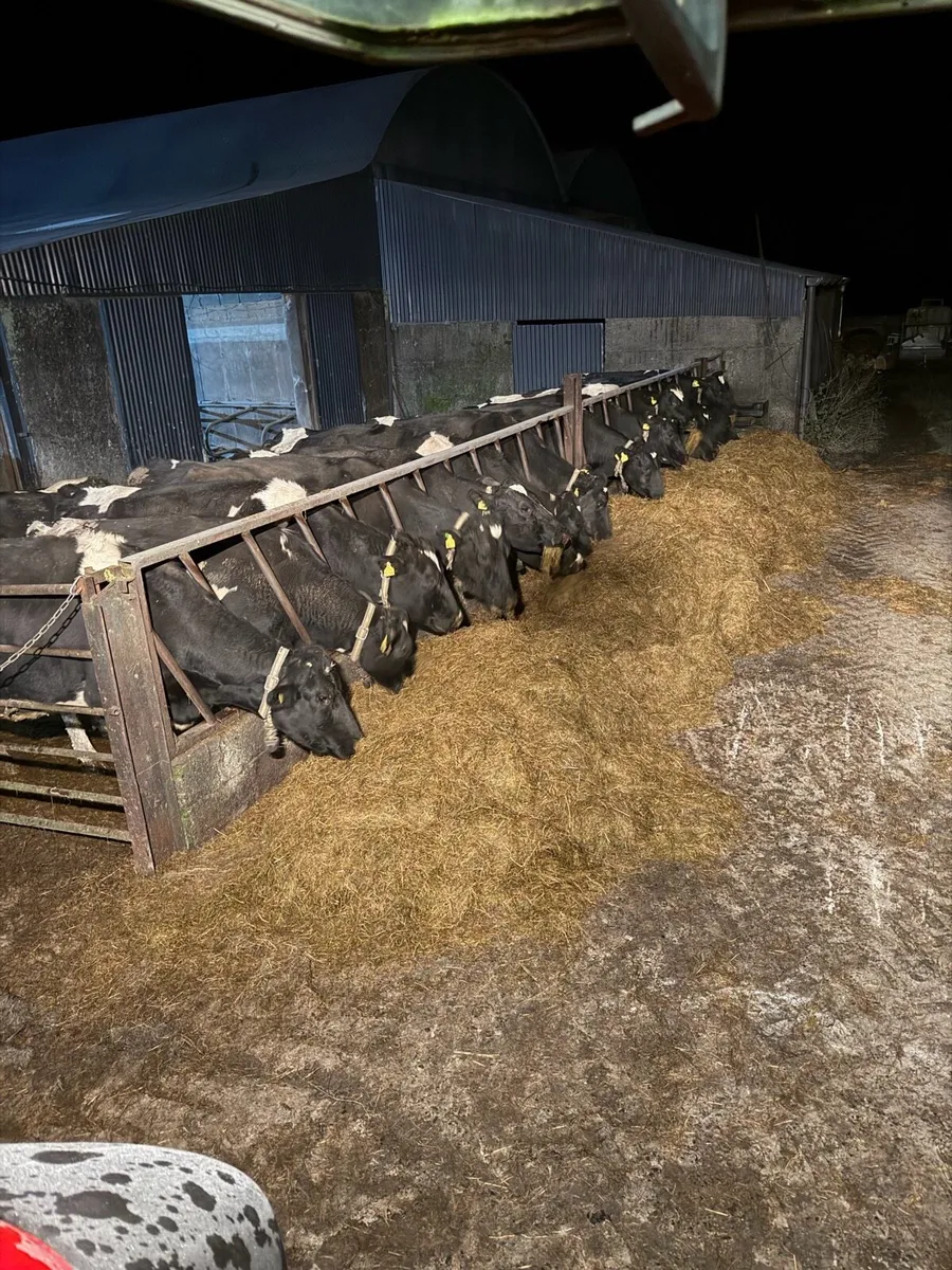 Cow scanning - Image 2