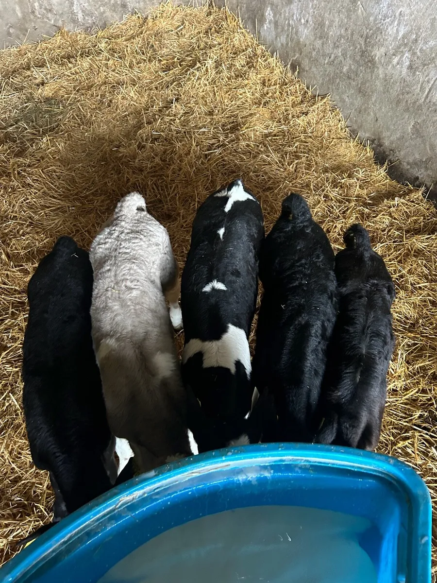 Cow scanning - Image 3