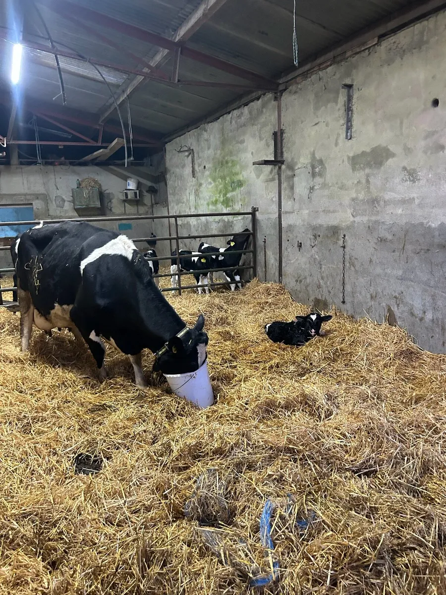 Cow scanning - Image 4