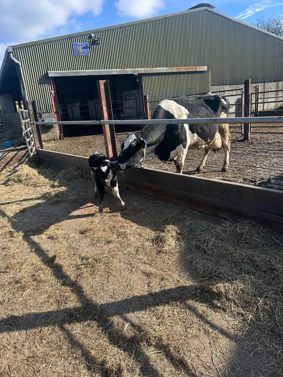 Cow scanning - Image 1