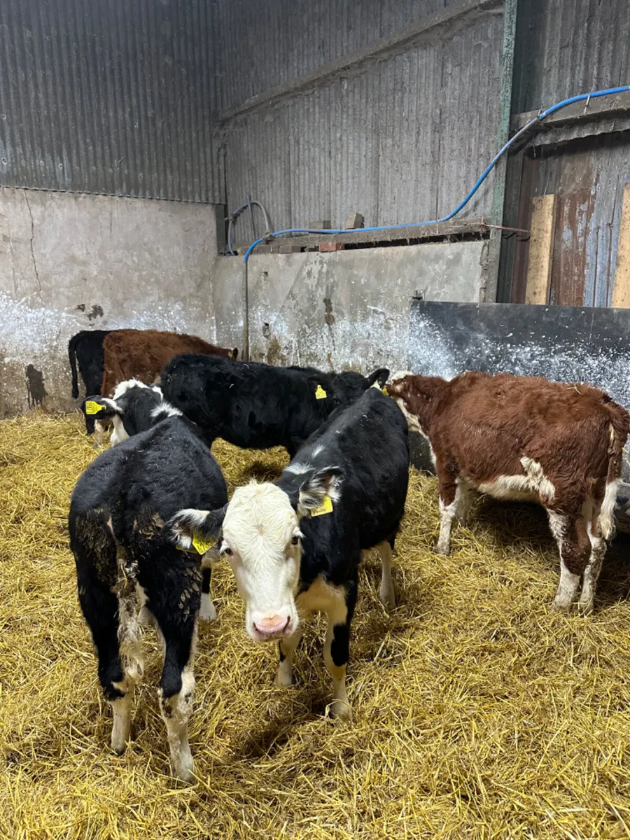 Hereford and Angus heifers - Image 1