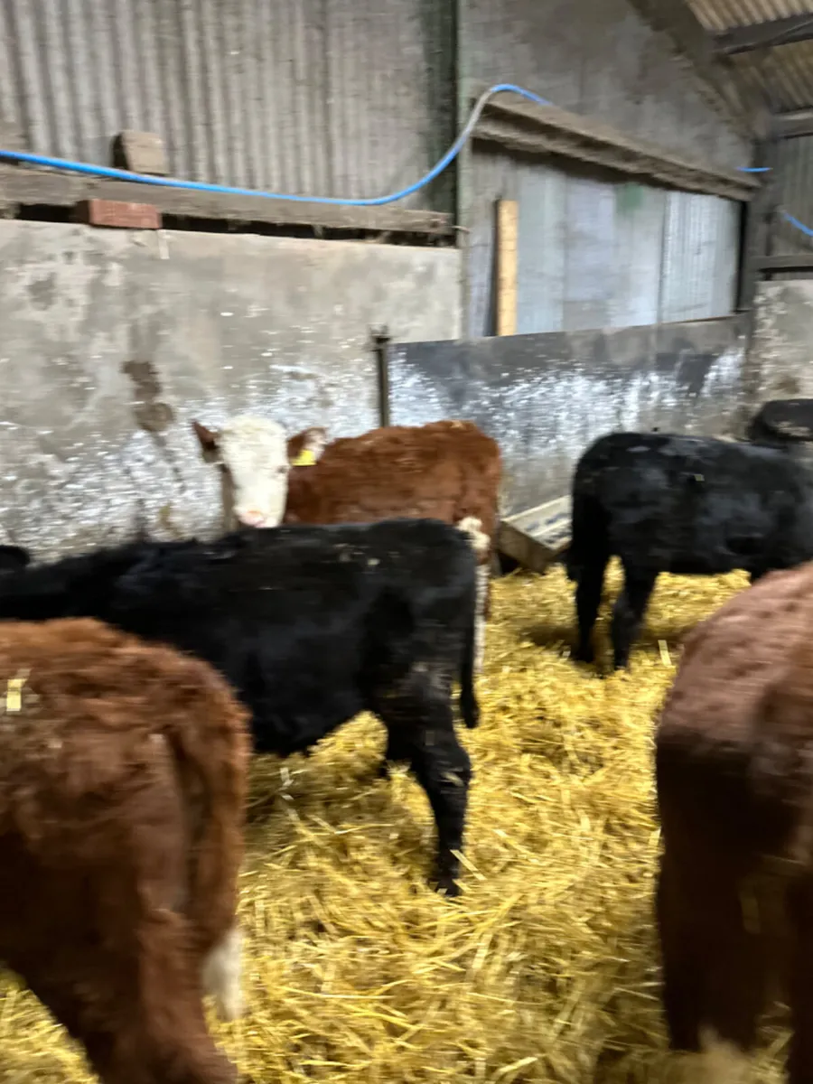 Hereford and Angus heifers - Image 4
