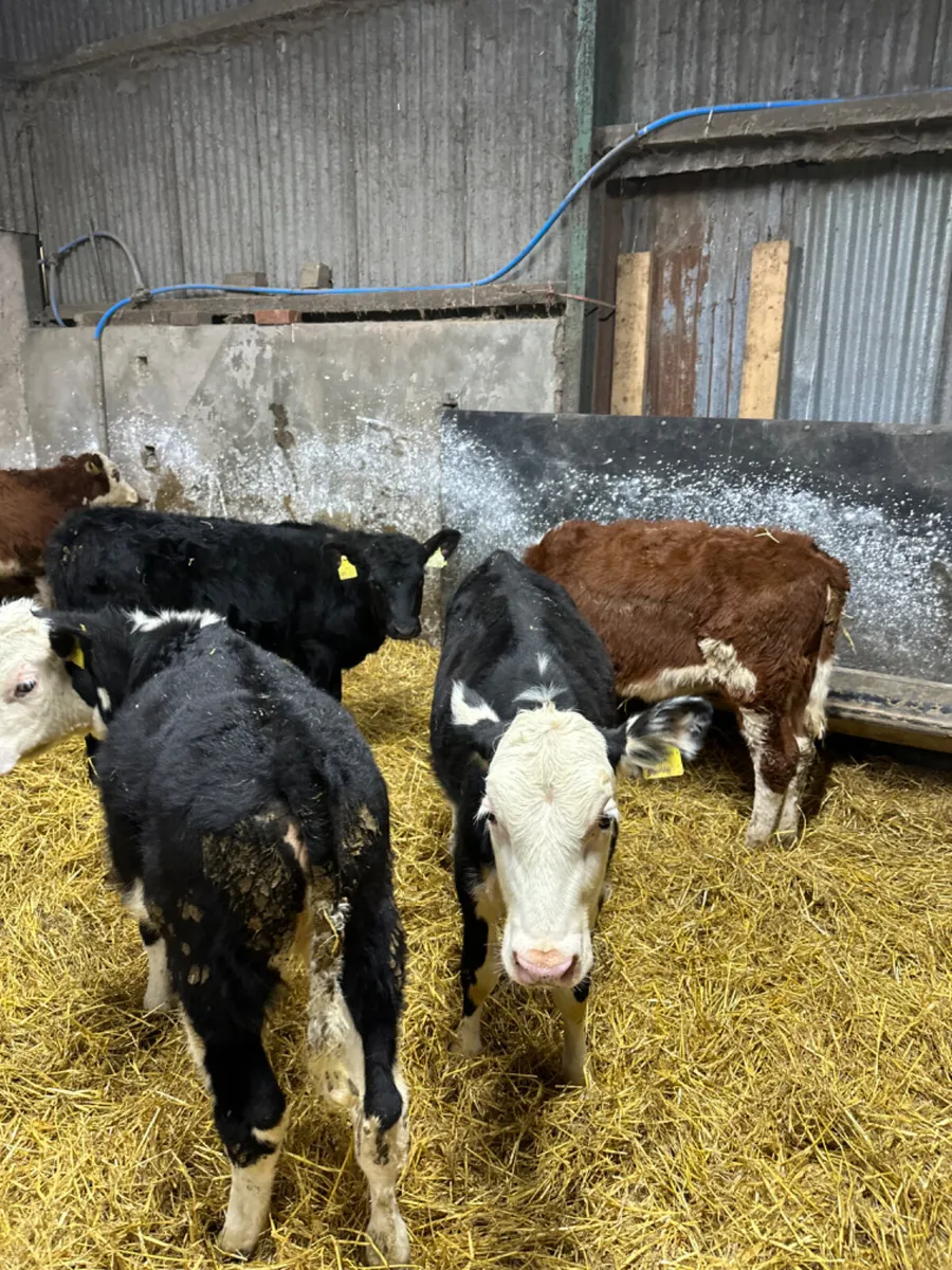 Hereford and Angus heifers - Image 2