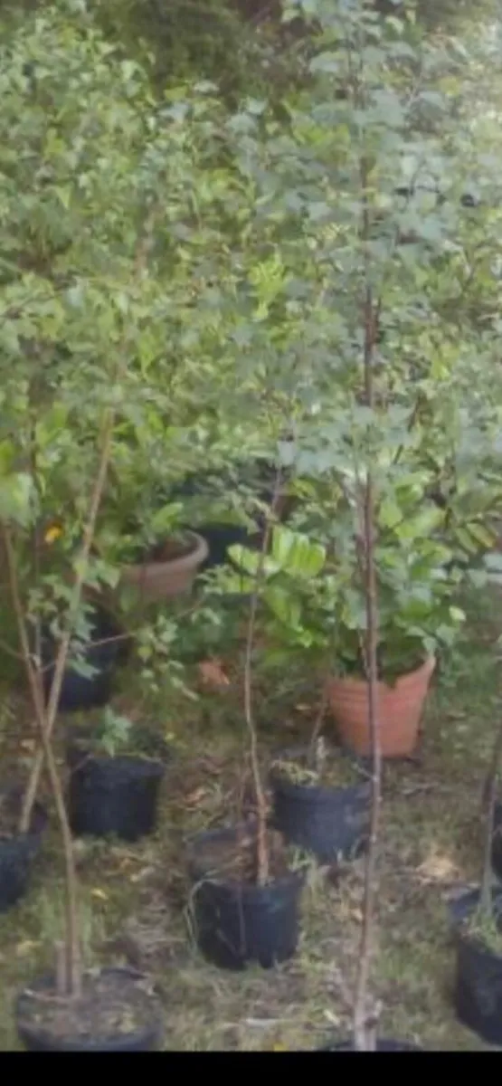 Five Silverbirch trees - Image 2