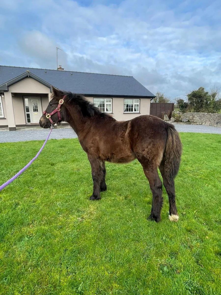 Connie cross - Image 1