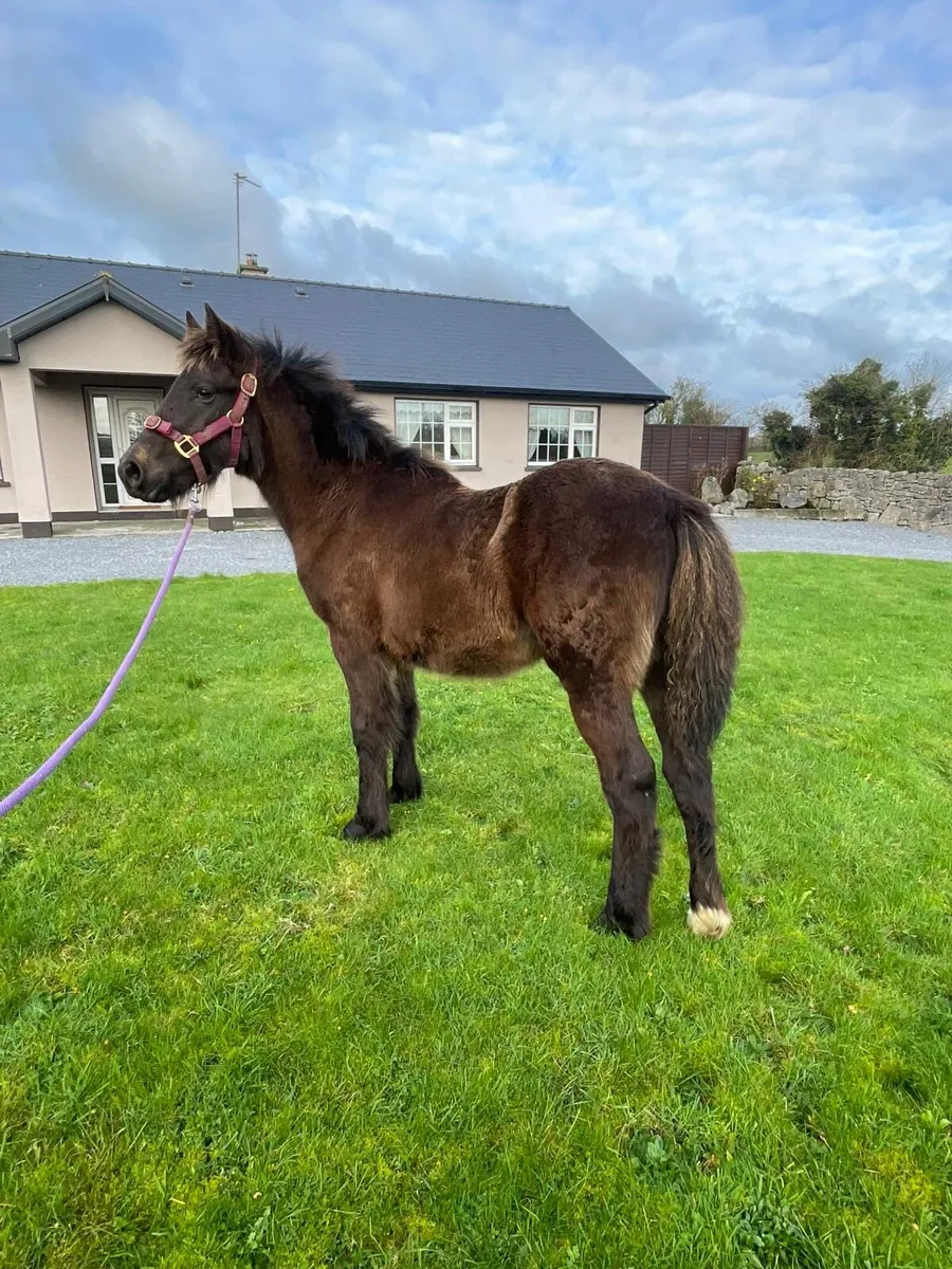 Connie cross - Image 2