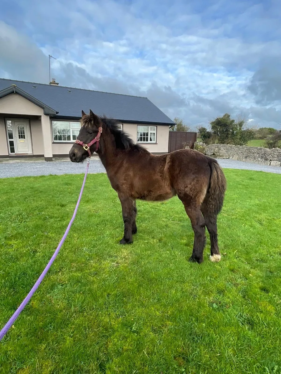 Connie cross - Image 3