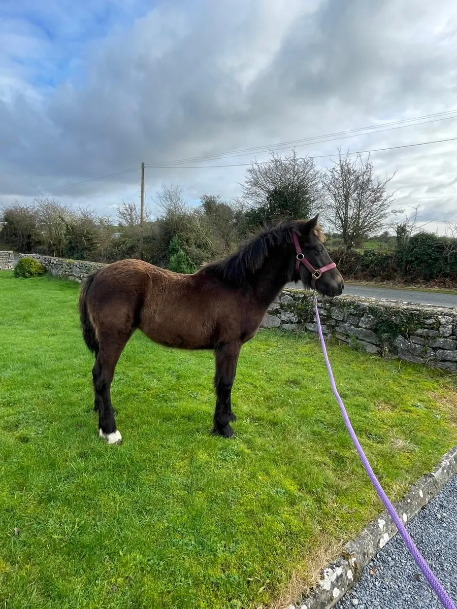 Connie cross - Image 4