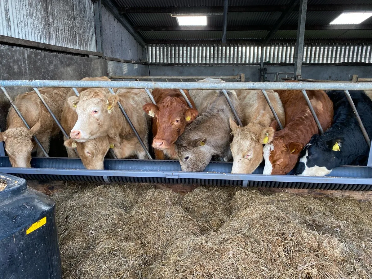 Heifers - Image 2