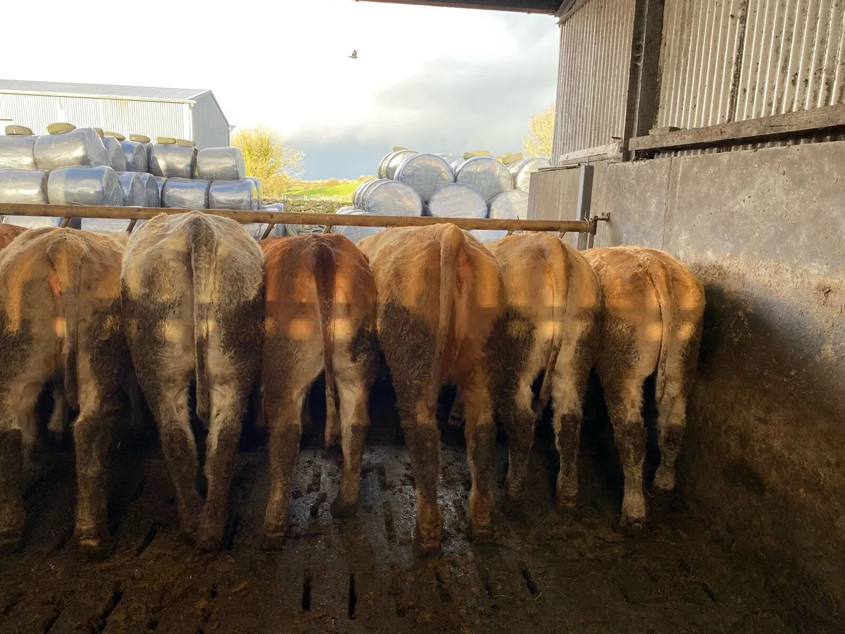 Heifers - Image 4