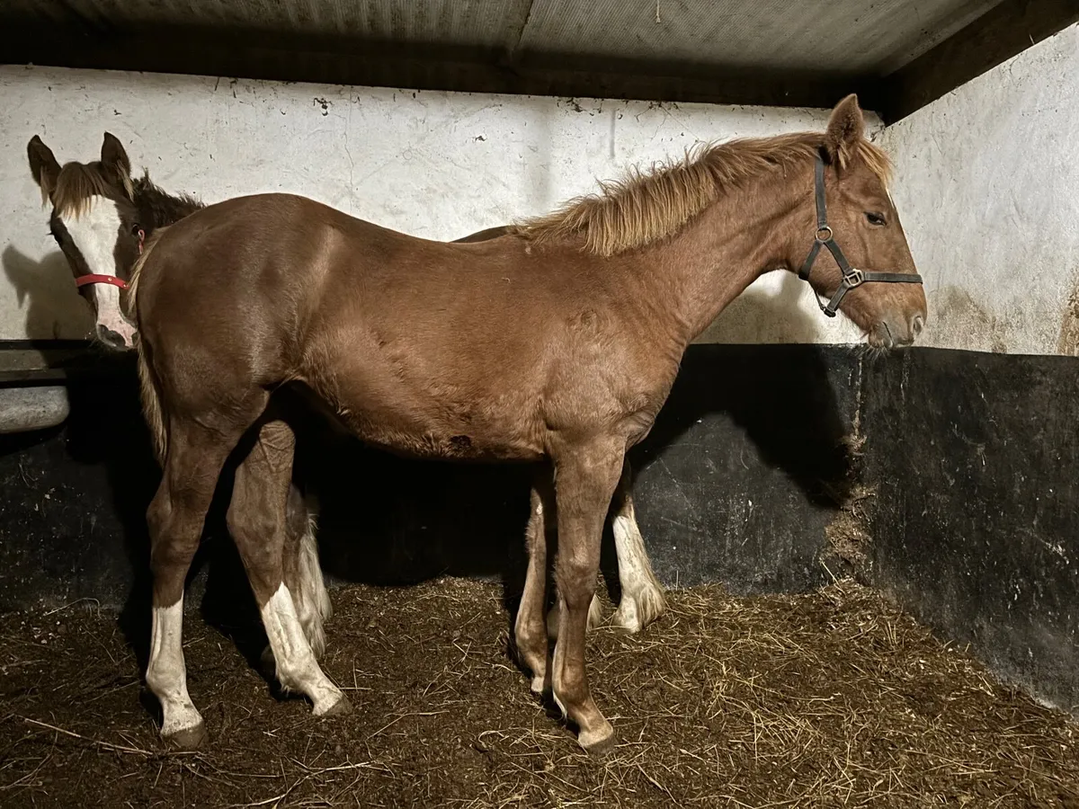 Errigal Flight Broodmare - Image 3