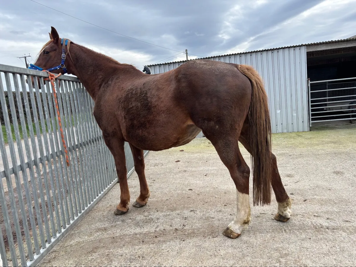 Errigal Flight Broodmare - Image 4