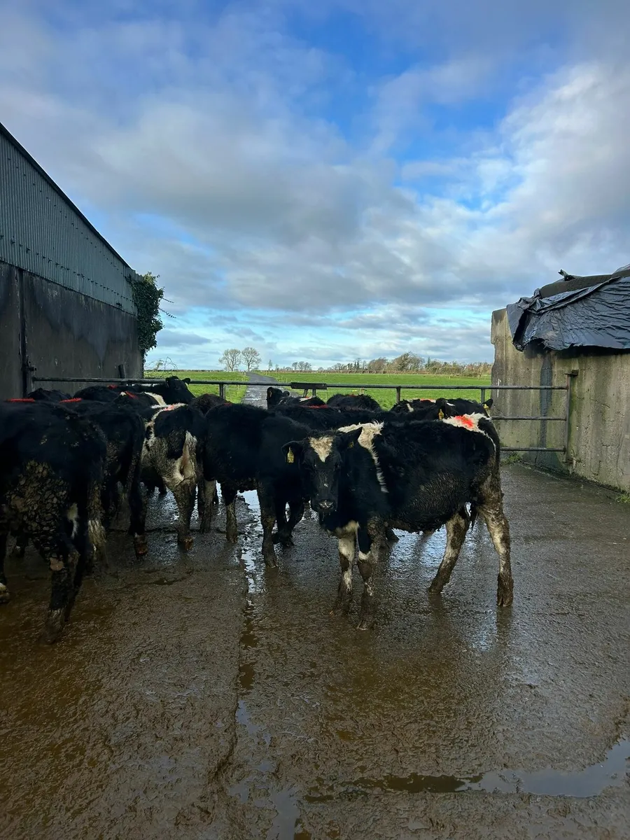 14 Heifers - Image 1