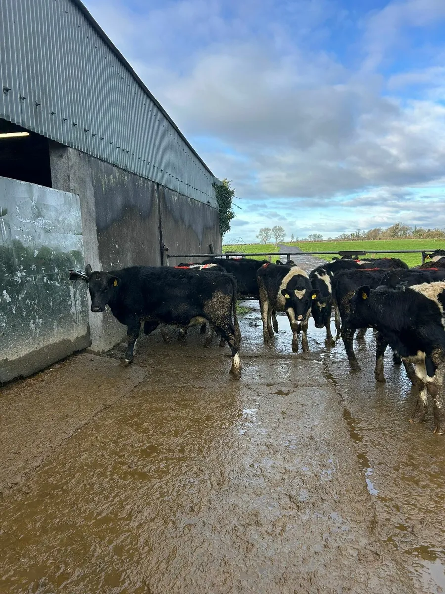 14 Heifers - Image 2