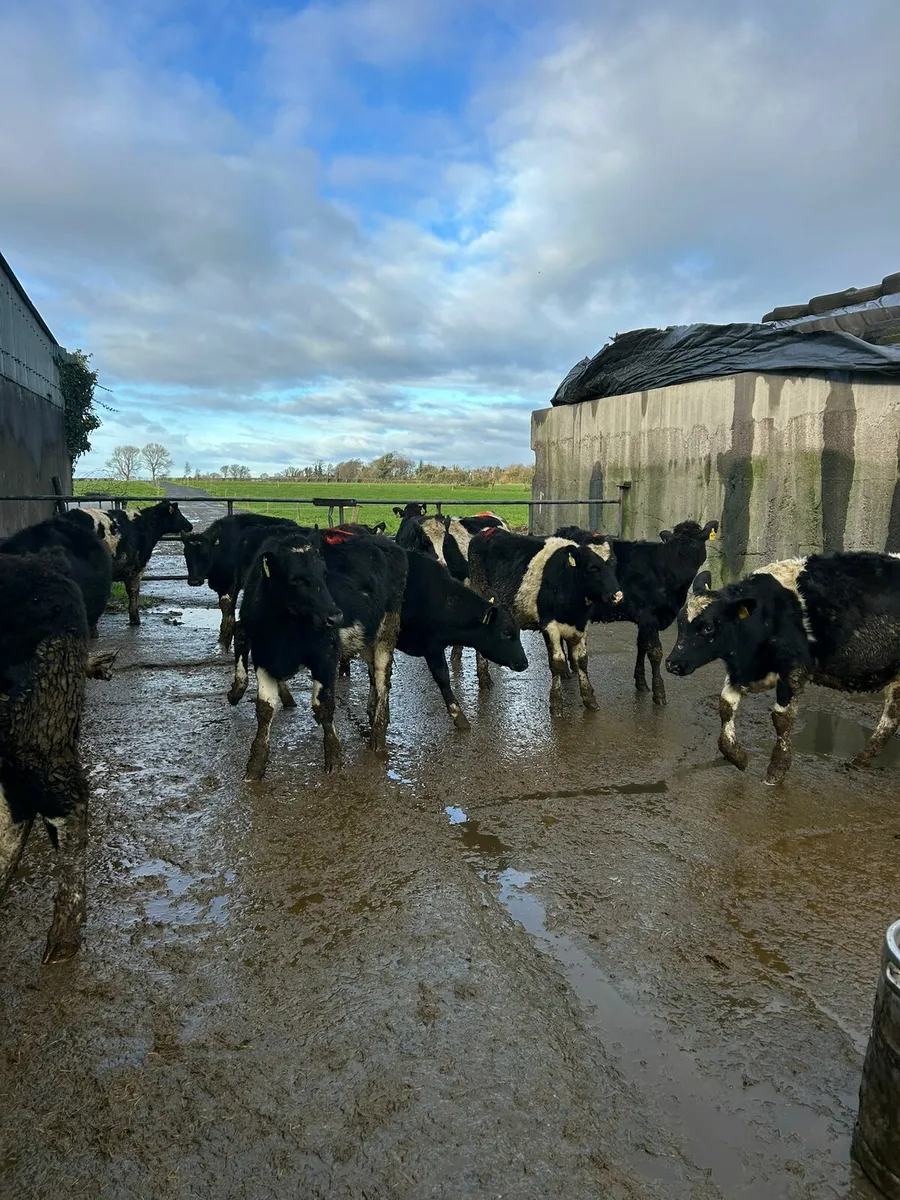14 Heifers - Image 3