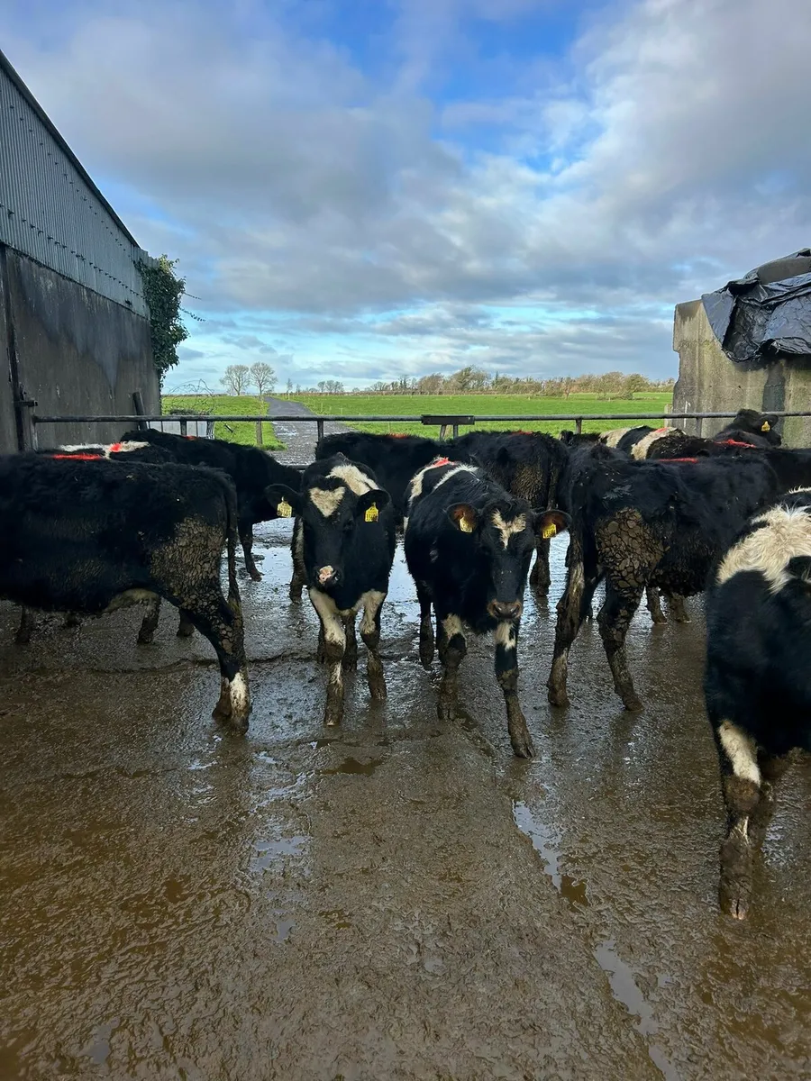 14 Heifers - Image 4