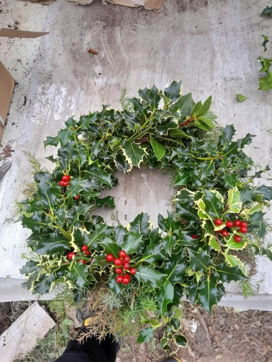 Looking for holly - Image 1