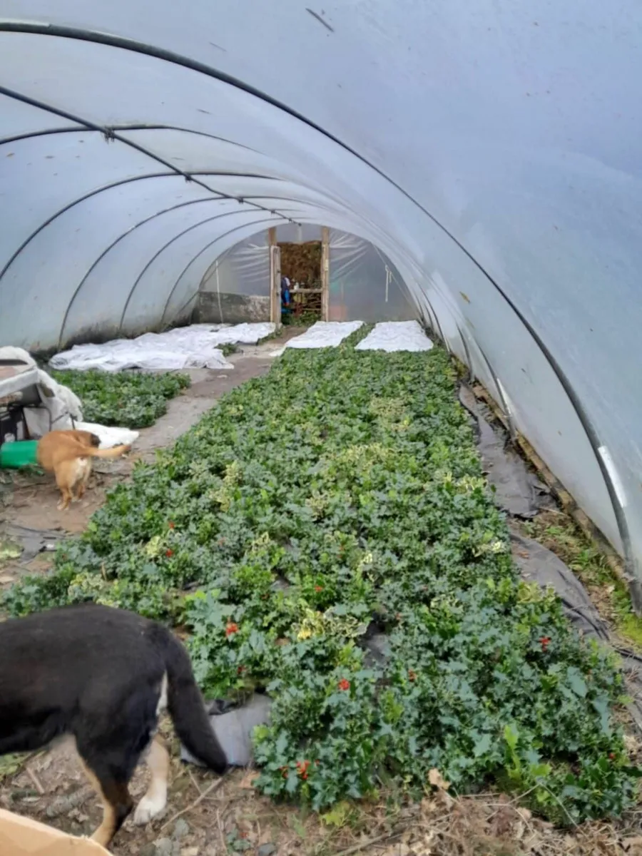 Looking for holly - Image 2