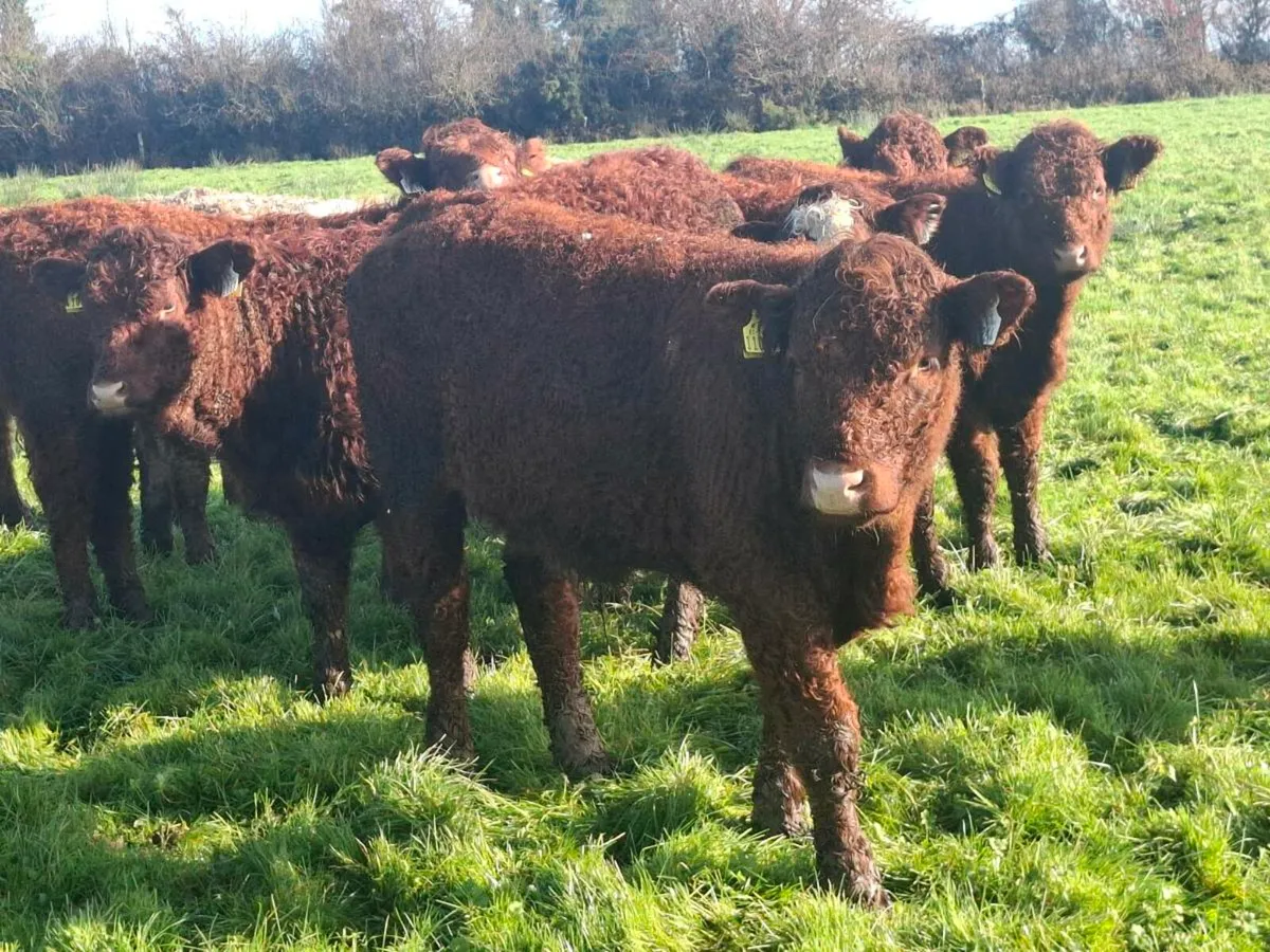 20 Organic Weanlings @Abbeyfeale Mart - Image 2