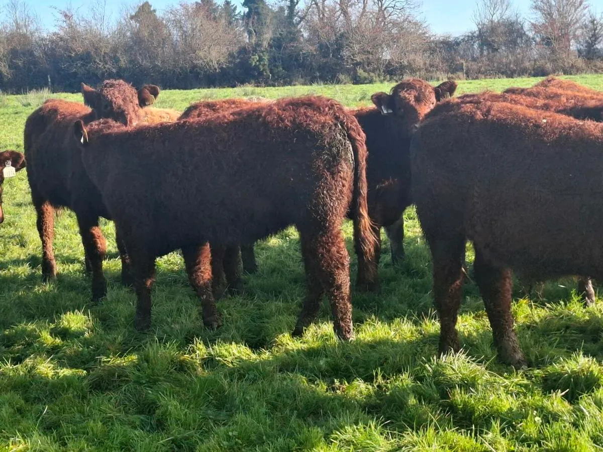 20 Organic Weanlings @Abbeyfeale Mart - Image 3