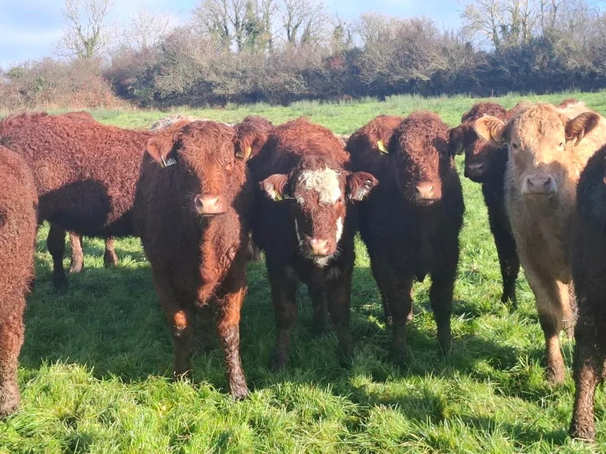 20 Organic Weanlings @Abbeyfeale Mart - Image 4