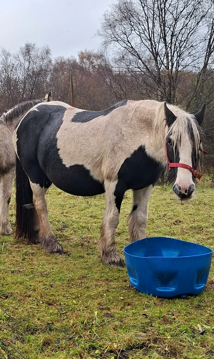 Piebald Cob Mare - Image 1